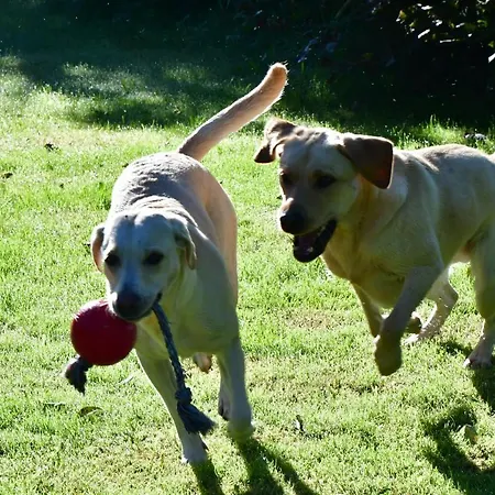 Bed & Breakfast Naturforsthaus Eddas Fuer Hunde - Und Naturverbundene Menschen