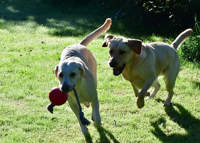 לינה וארוחת בוקר Naturforsthaus Eddas Fuer Hunde - Und Naturverbundene Menschen